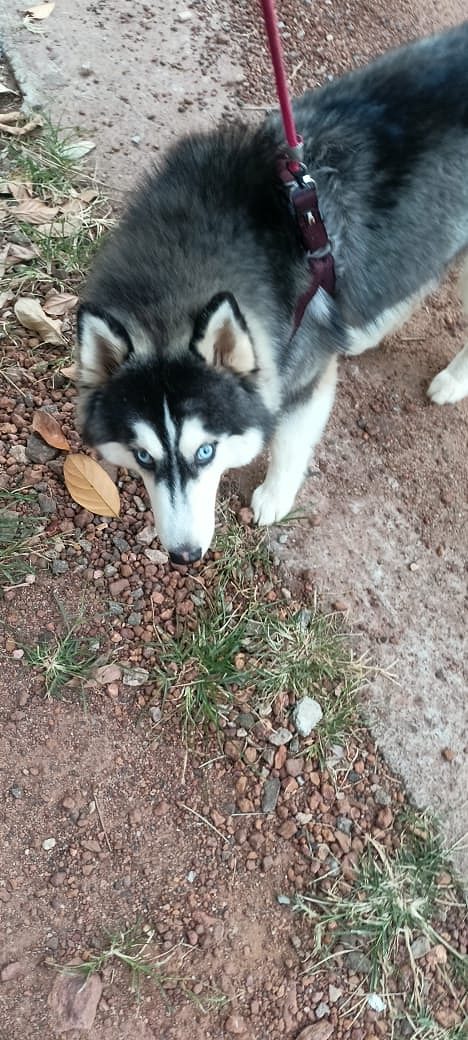 Husky 11 month female ( Blue eye)