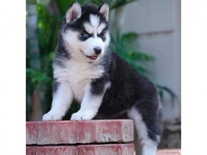 HUSKY BLUE EYES MALE FEMALE BABIES AVAILABLE