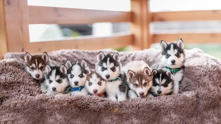 Husky Cute Puppy....8800539300
