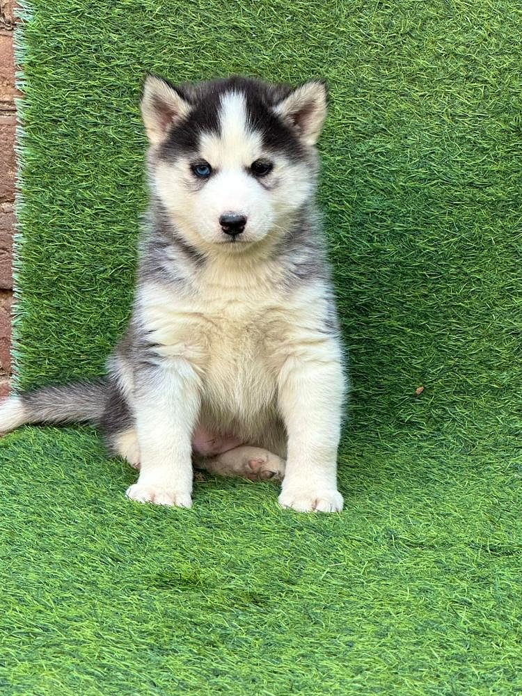 Husky