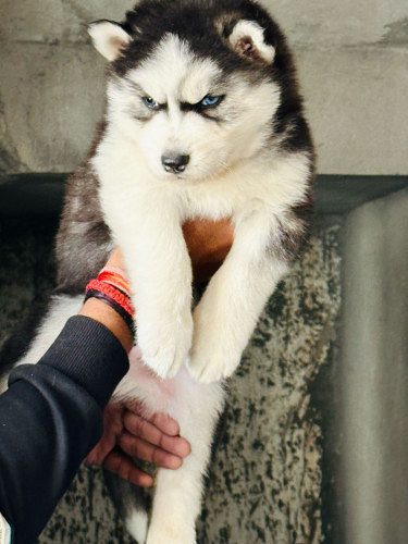 Husky
