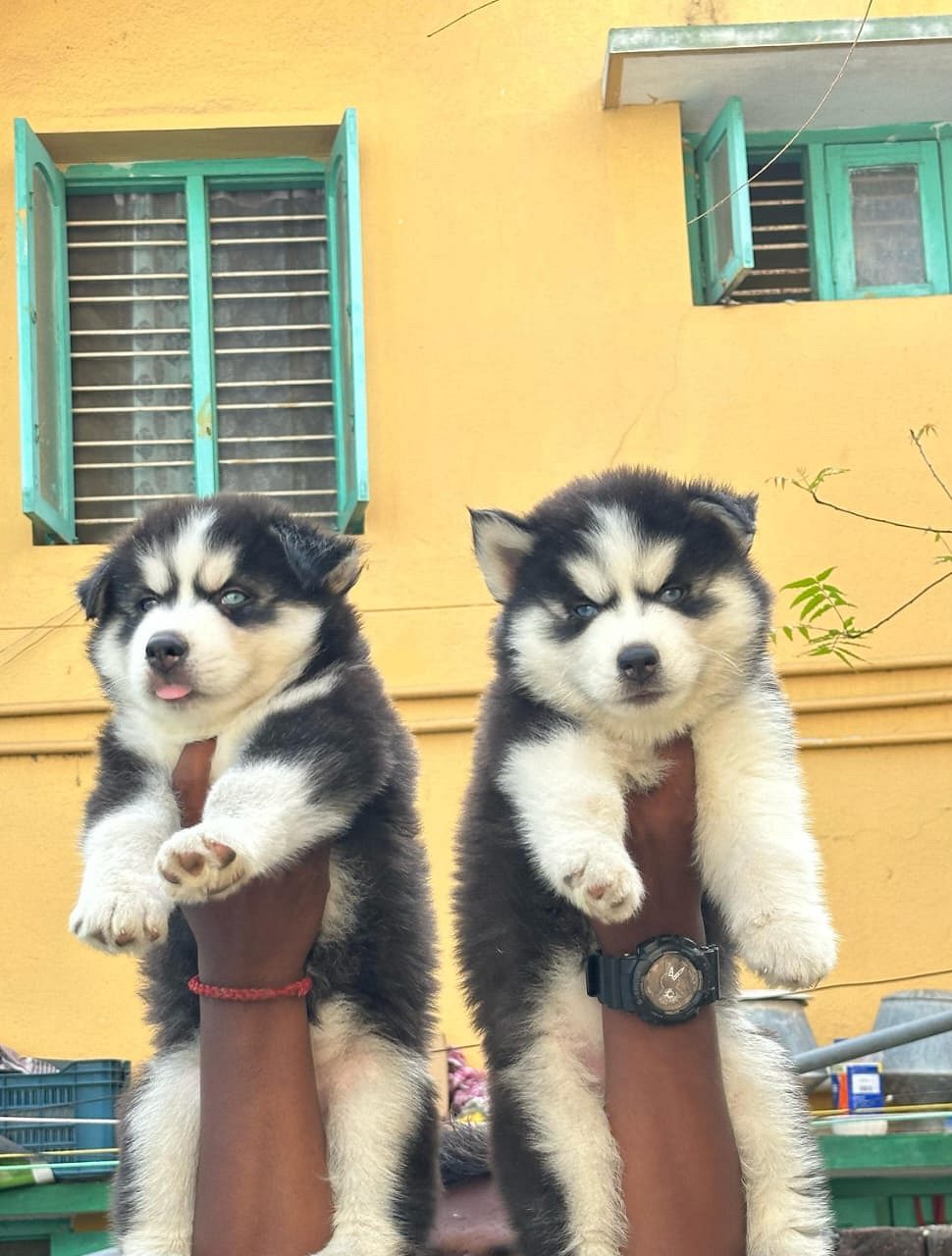 Husky