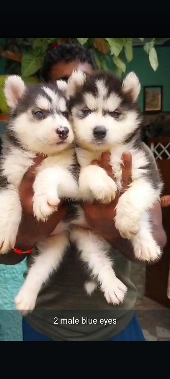 Husky