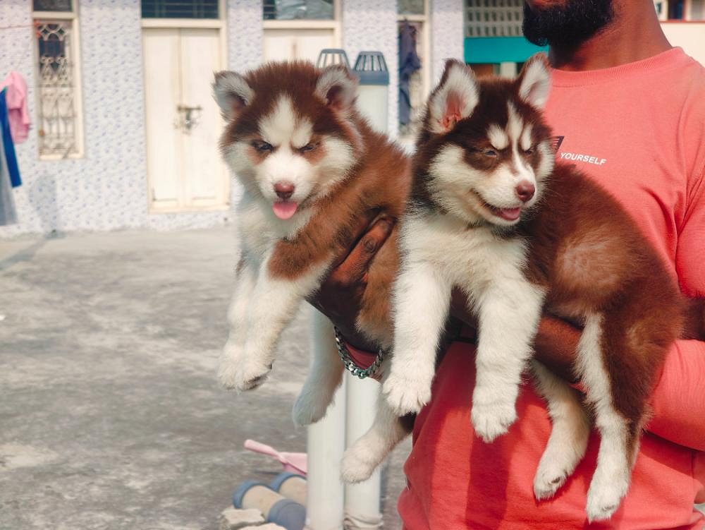 Husky