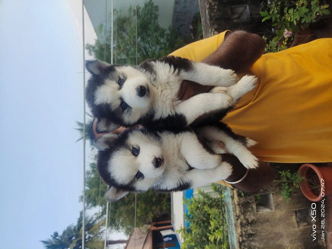 Husky