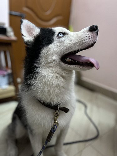 Husky