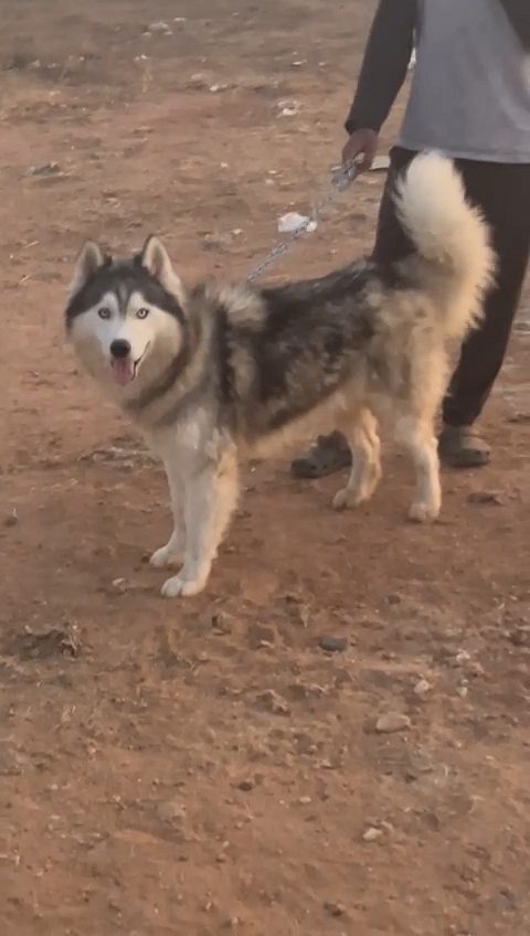Husky female