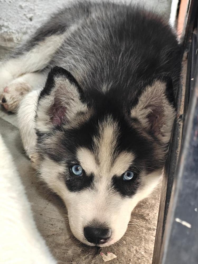 Husky female puppy