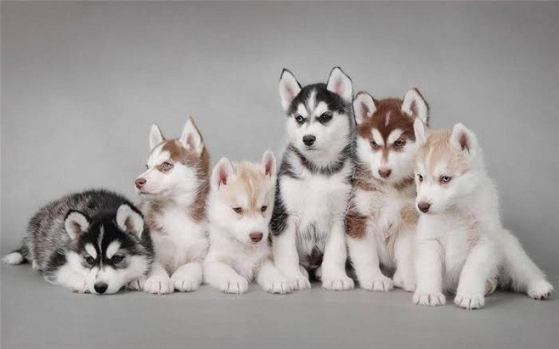 Husky male and female