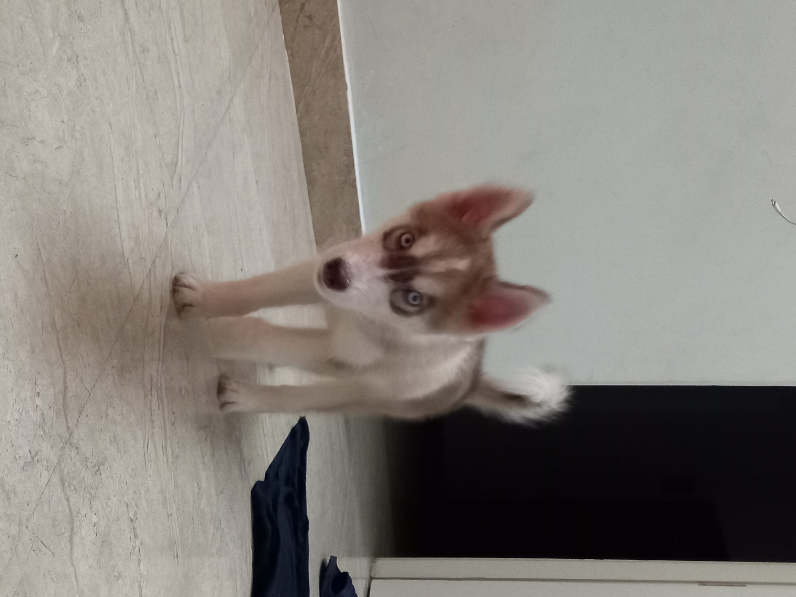 Husky Male Puppy
