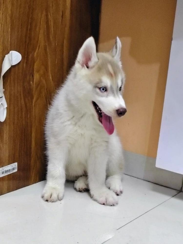 Husky 3 months Old