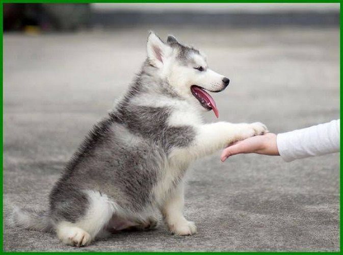 Husky puppies available