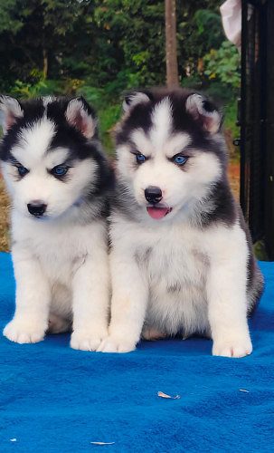 HUSKY PUPPIES AVAILABLE LOCATION CHENNAI 7904034541
