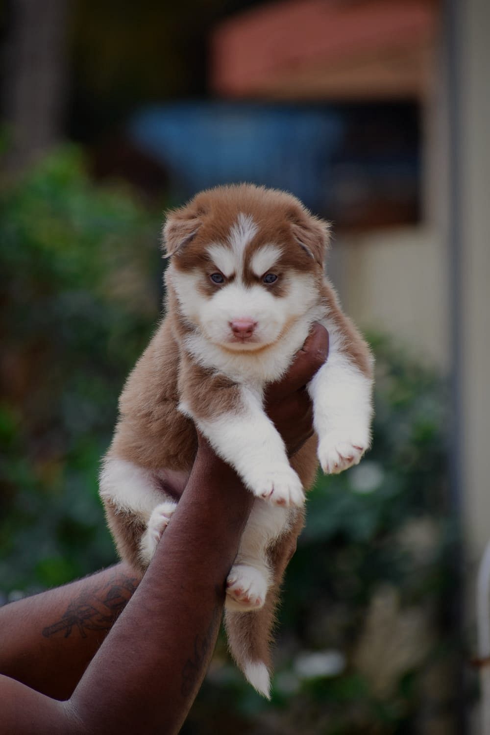 Husky puppies available in Chennai