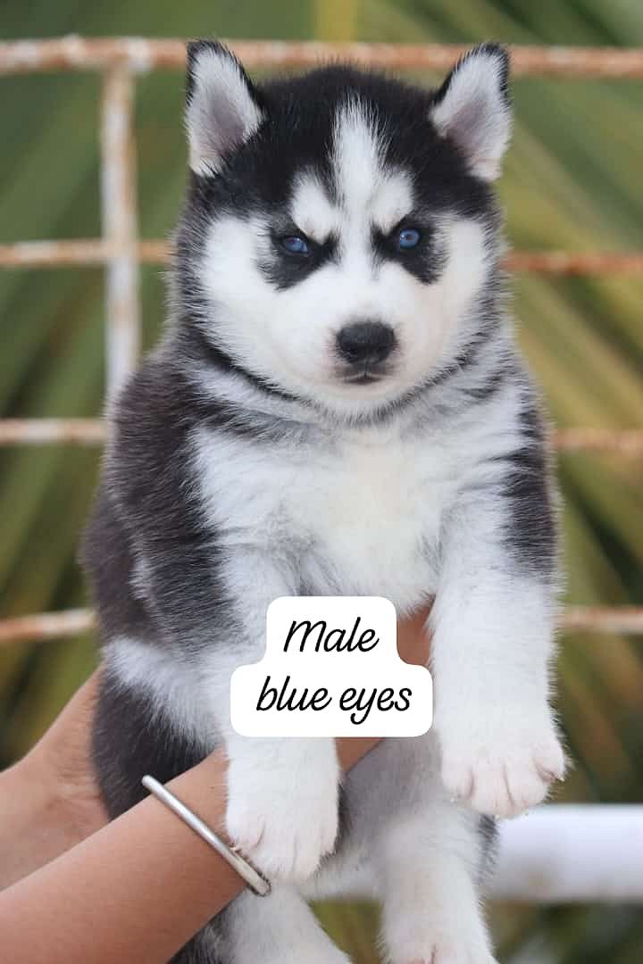 Husky puppies available in Chennai