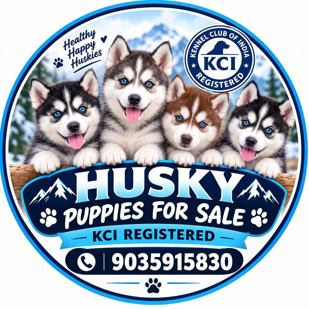 Husky puppies for sale in Bangalore only