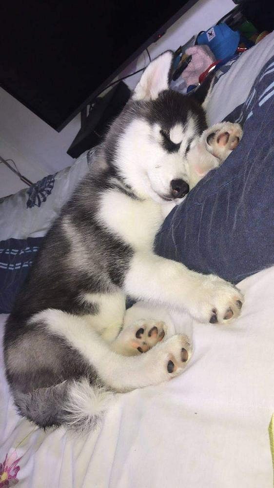 Husky puppies for sale in Bangalore