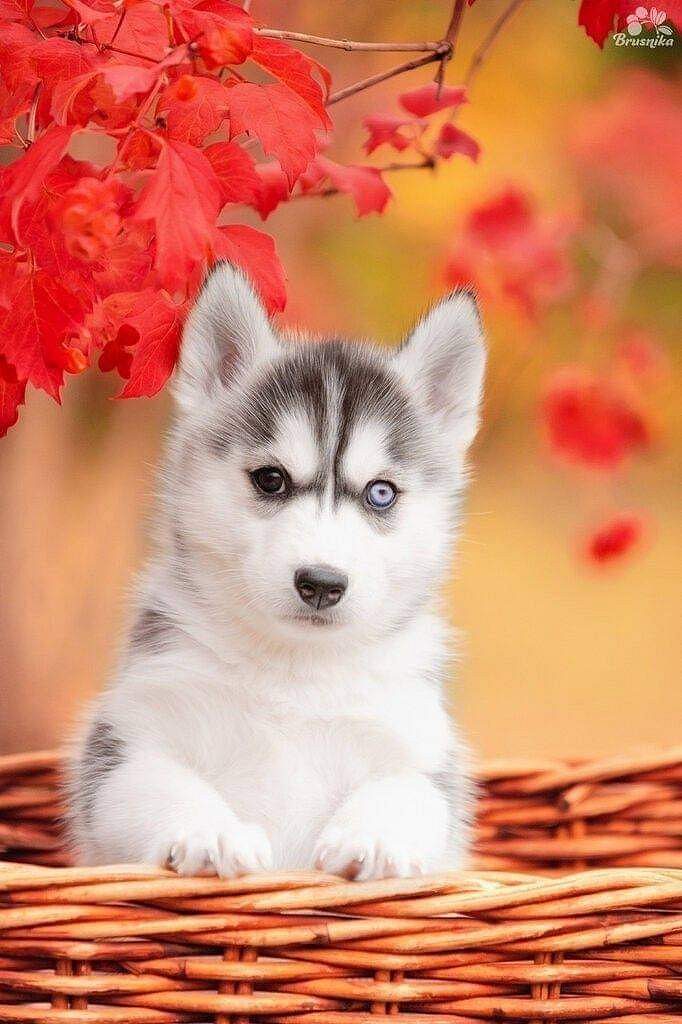 Husky puppies for sale in Chennai