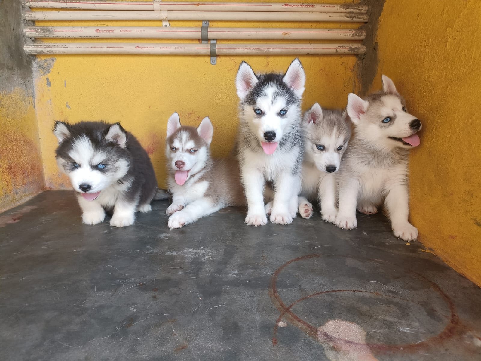 Husky puppies
