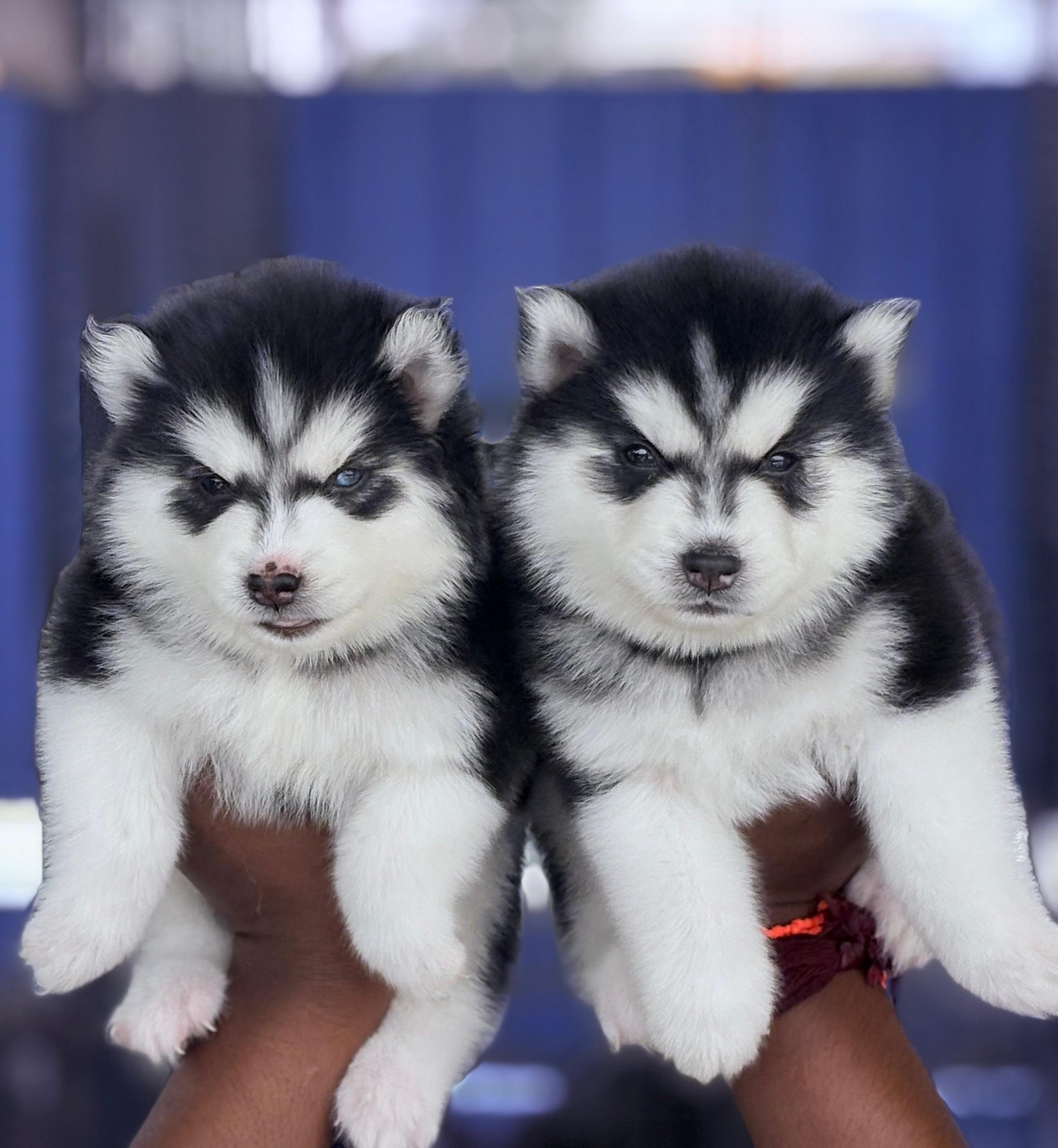 Husky puppies
