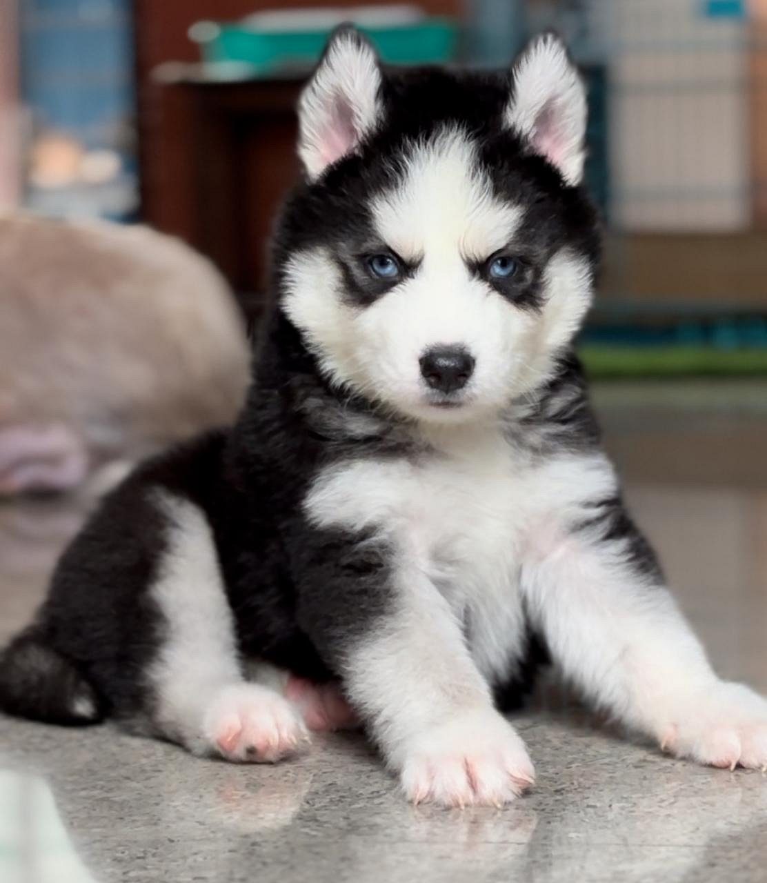 Husky puppies