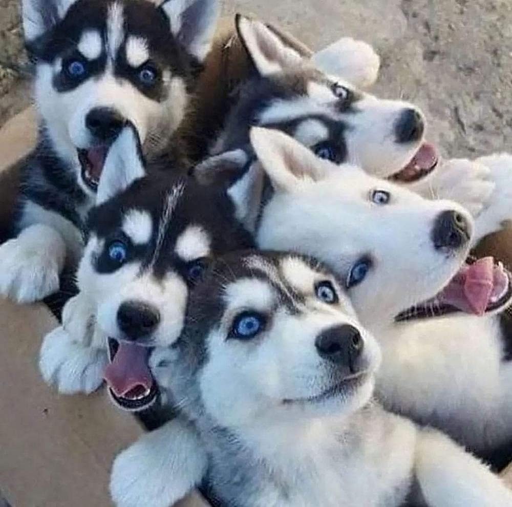 Husky puppies for sale