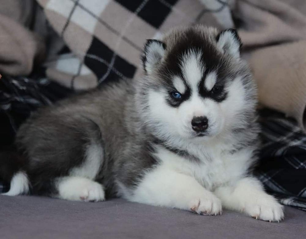 Husky puppies for sale