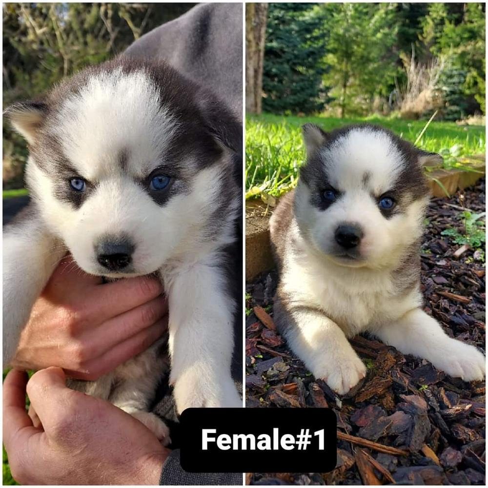Husky puppies
