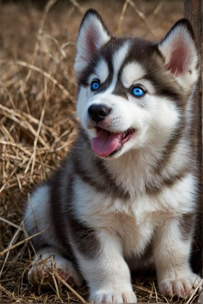 Husky puppies for sale