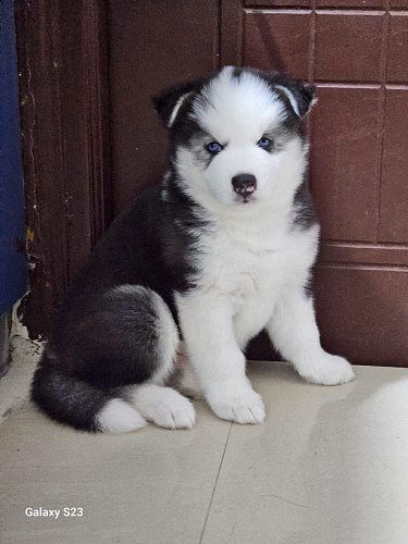 Husky puppies for sale