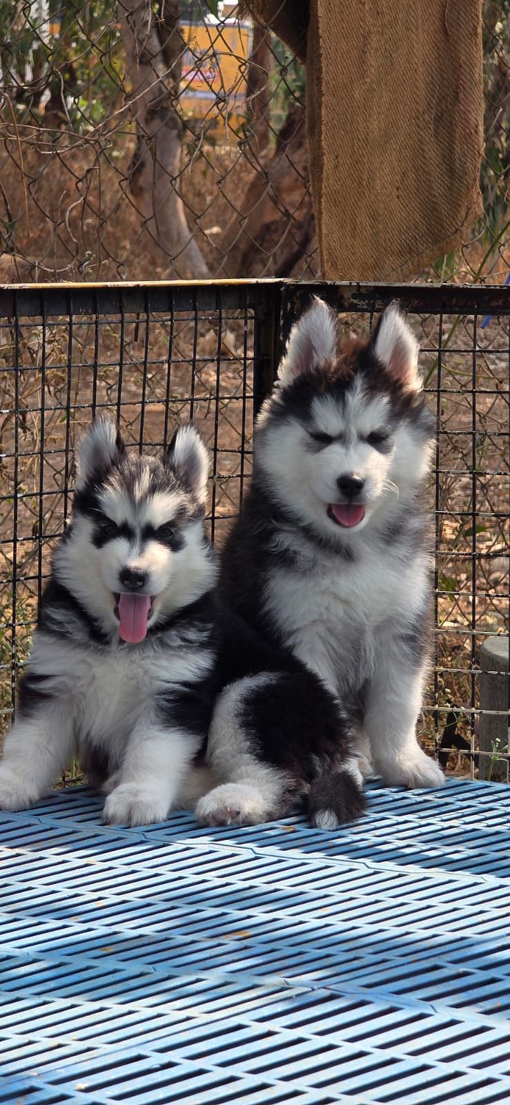 Husky puppies