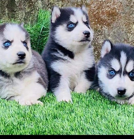 Husky puppies for sale