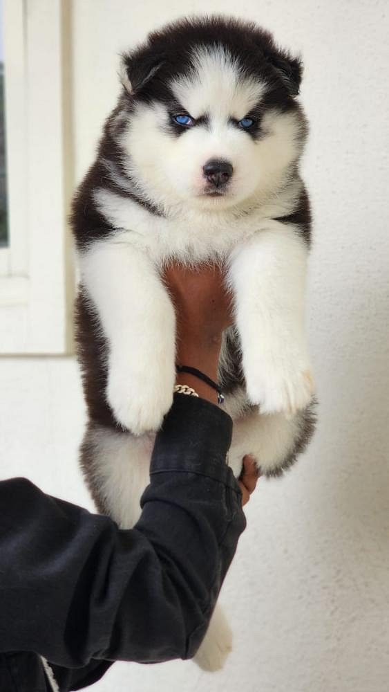Husky puppies