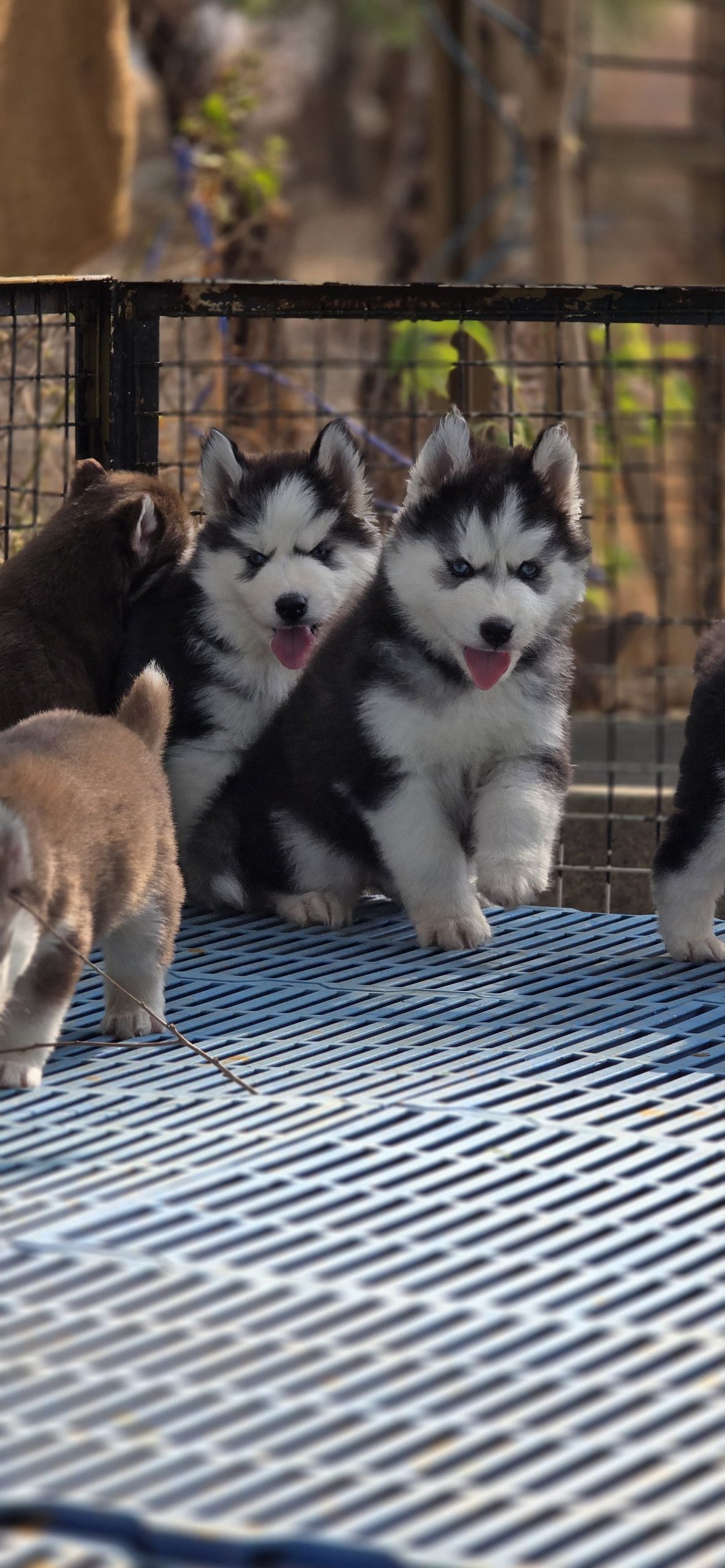 Husky puppies