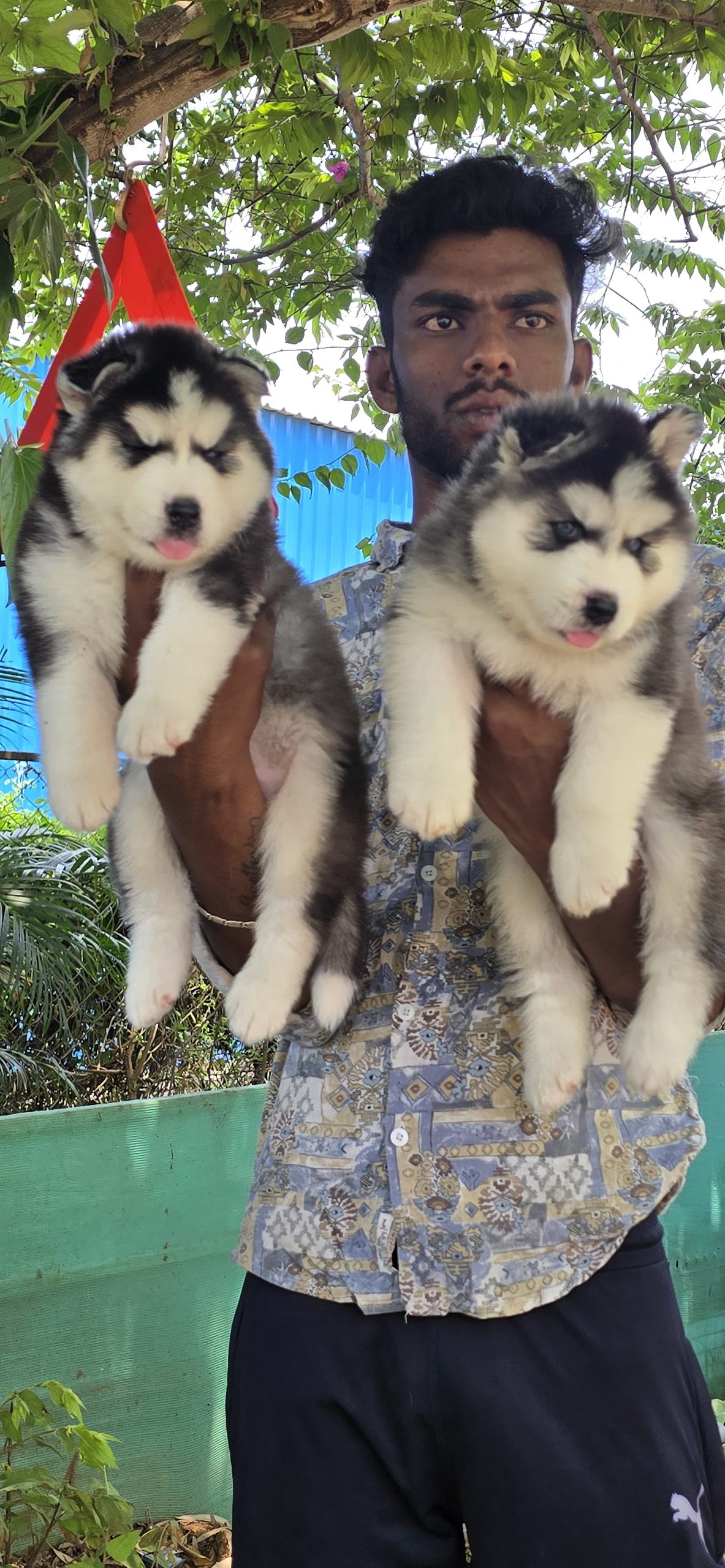 Husky puppies