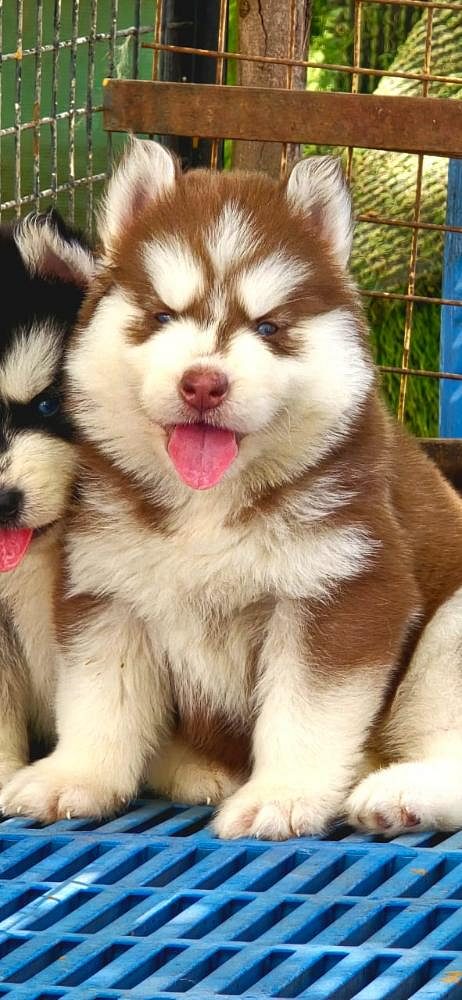Husky puppies for sale