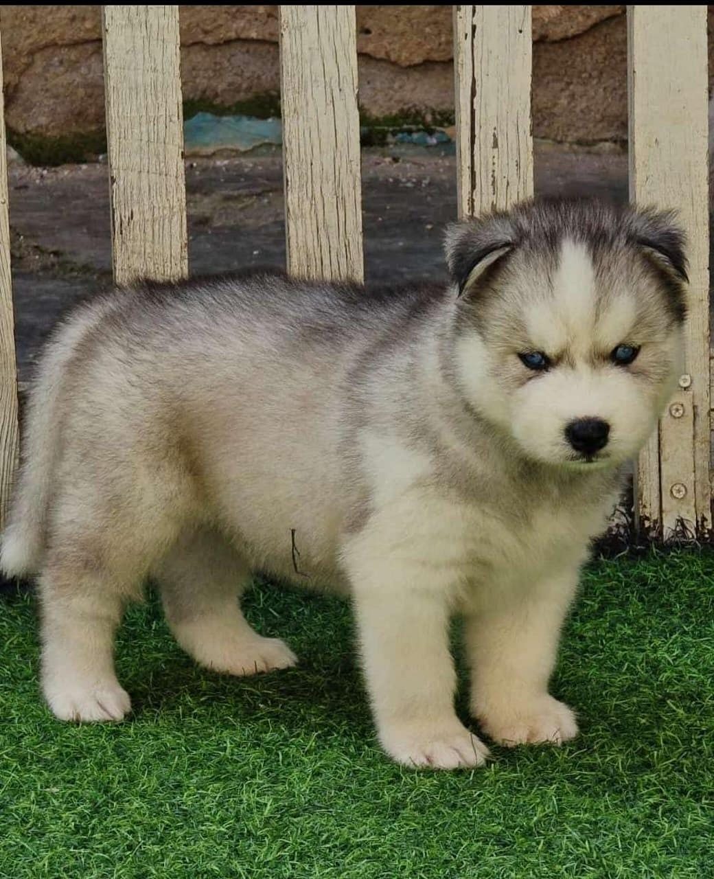 Husky puppies for in Goa