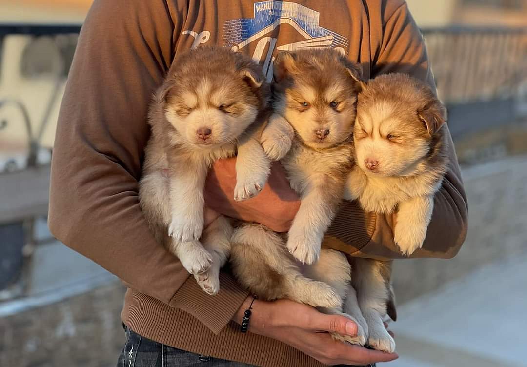Husky puppies for in Mumbai