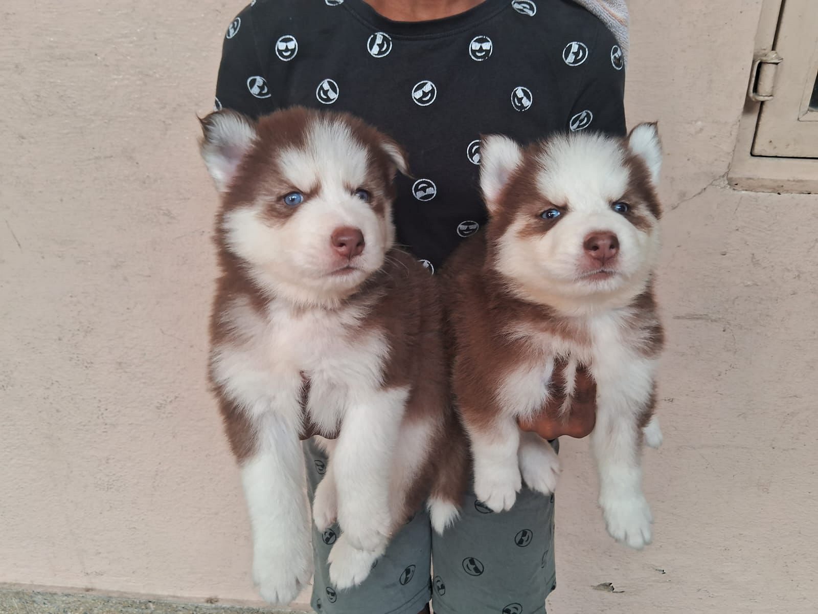 Husky puppies price