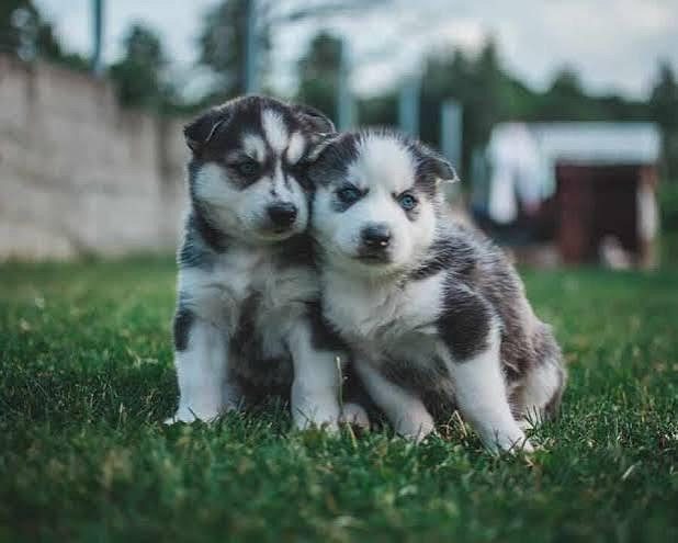 Husky Puppy 8800539300