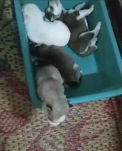 Husky puppy for sale