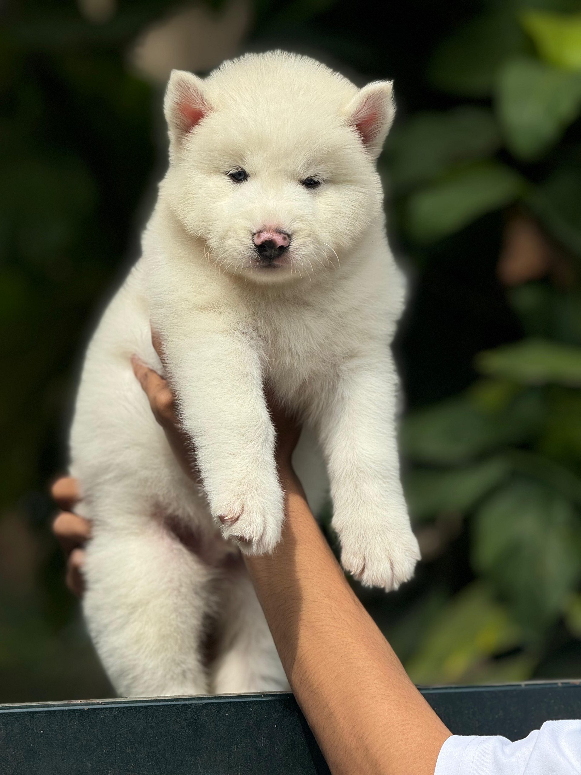 Husky puppy