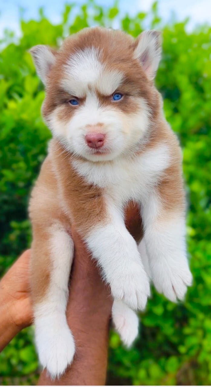 Husky puppy