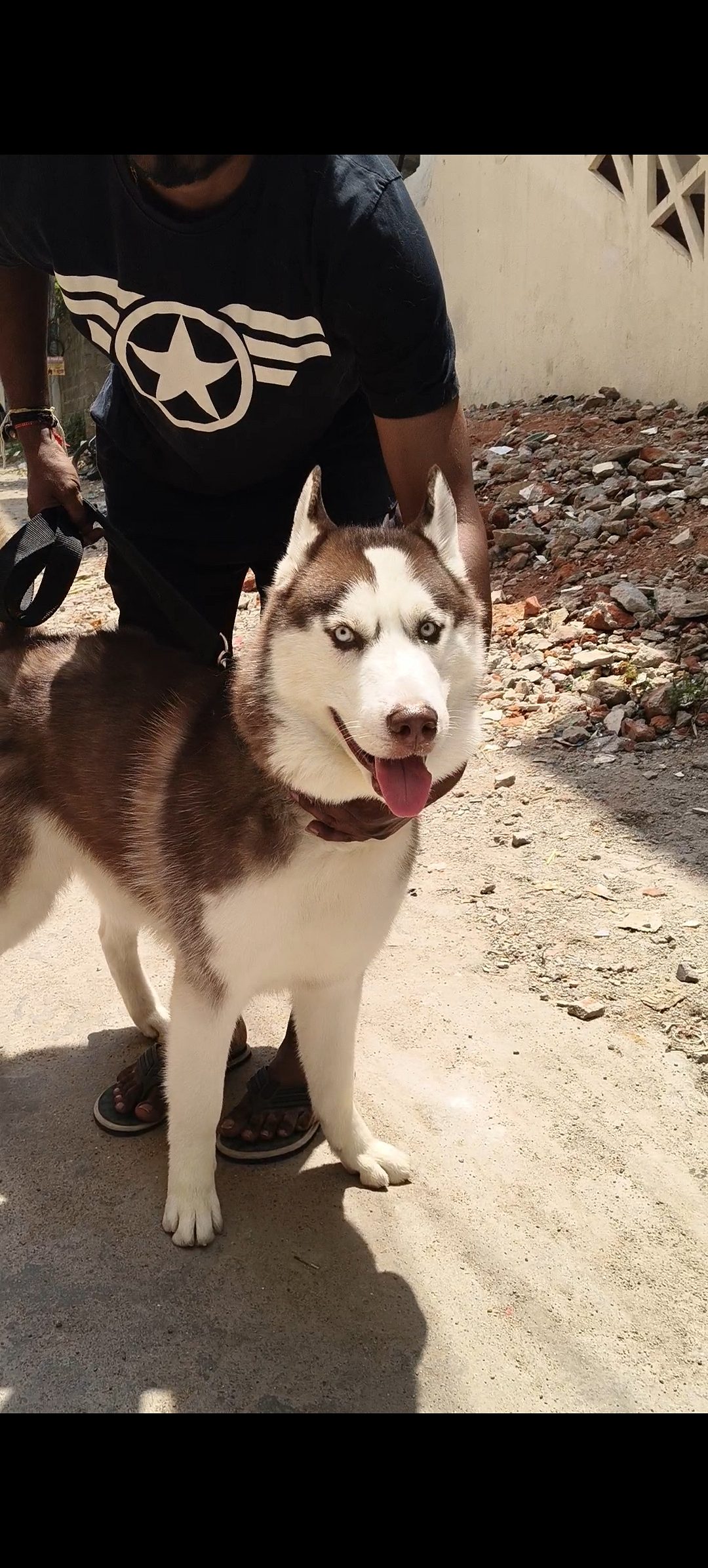 Husky red colour