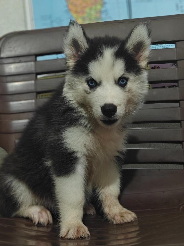 Husky