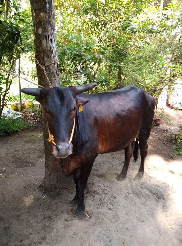 Hybrid cow 7 months pregnant