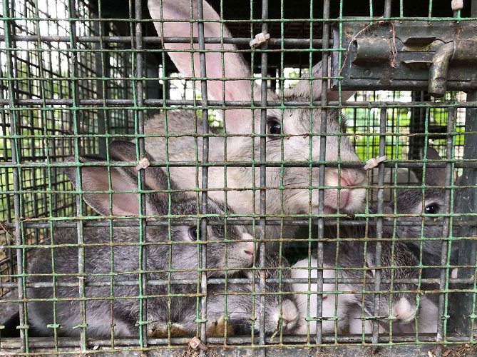 Hybrid rabbit 3 mnths old