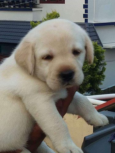 Import blood line quality labrador puppy 