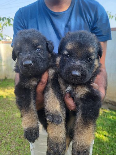 Import linage German Shepherd puppies