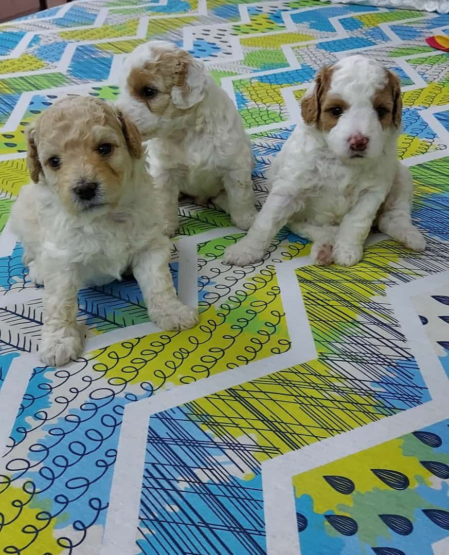IMPORT LINEAGE MALTPOO PUPPS @ ROYAL ORCHID PAWS 9205546224